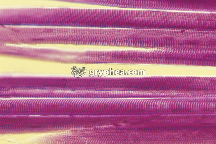 Fibres musculaires x100 - gryphea.com